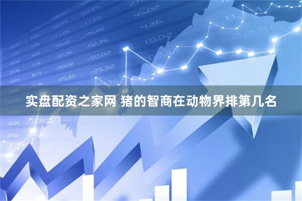 实盘配资之家网 猪的智商在动物界排第几名
