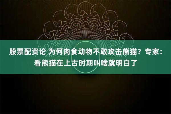 股票配资论 为何肉食动物不敢攻击熊猫？专家：看熊猫在上古时期叫啥就明白了